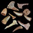 + Small Cretaceous Teeth From Kem Kem Beds Of Morocco #61746-1